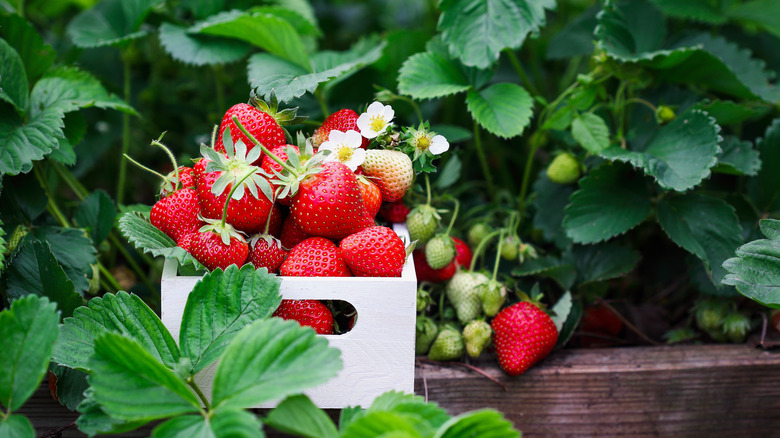 Fresh strawberries look ready to burst with pride 