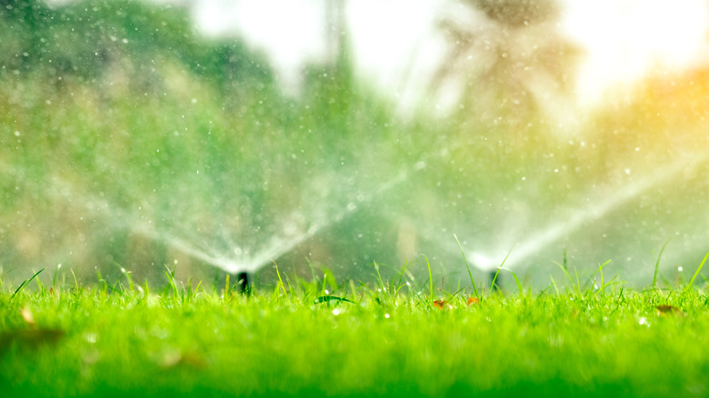 Sprinkler heads on lawn