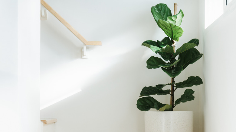 fiddle leaf fig in the corner of a white house