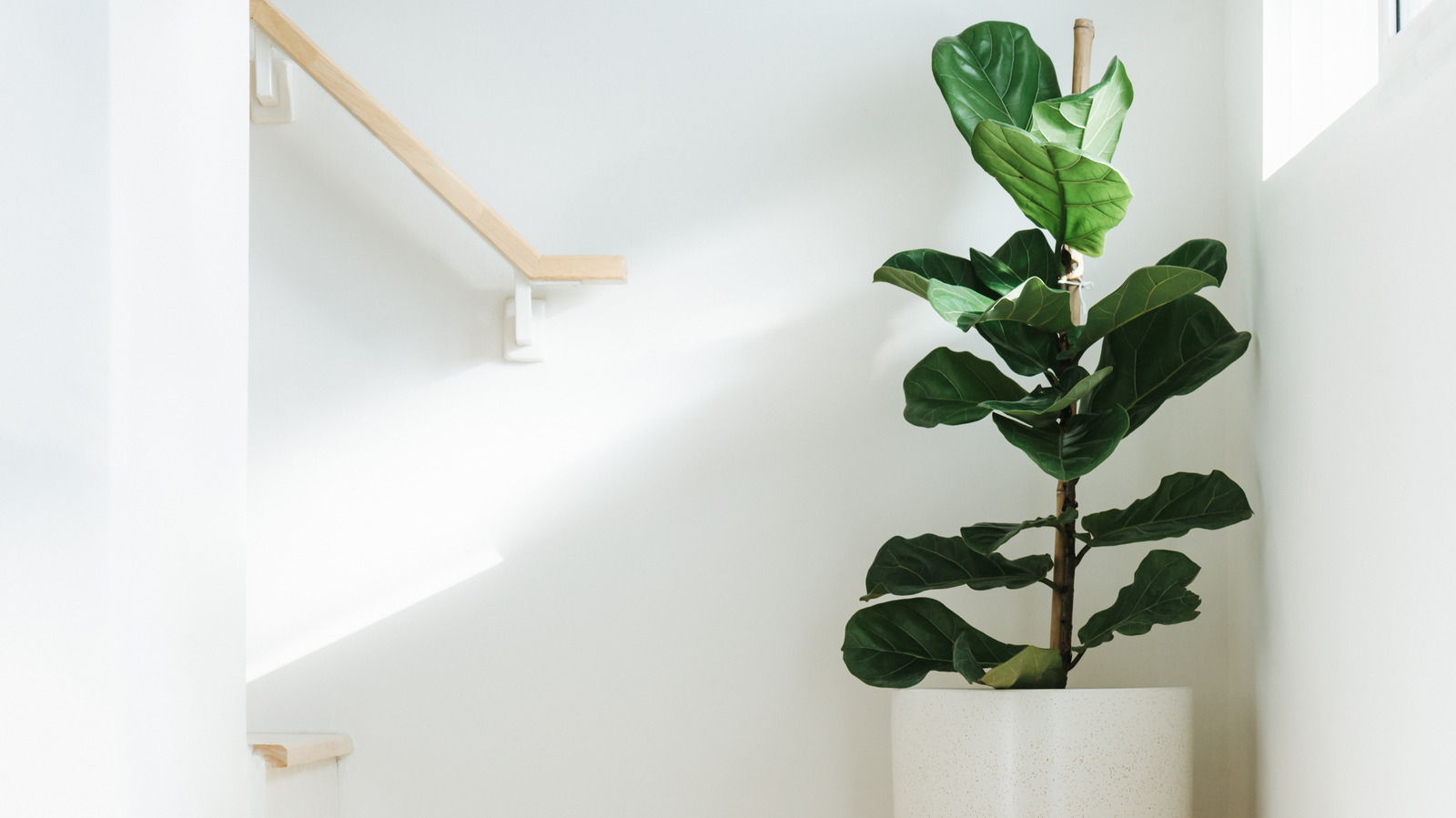 How To Take Care Of A Fiddle Leaf Fig