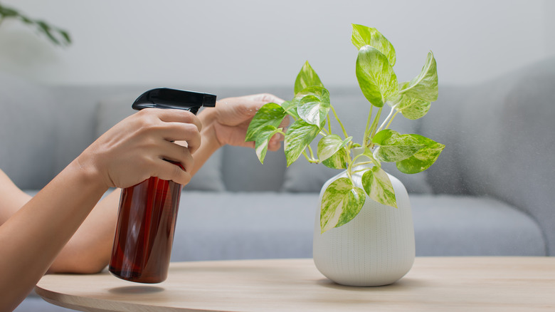 Woman spraying pothos plant