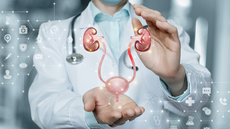 Doctor examines urinary tract model