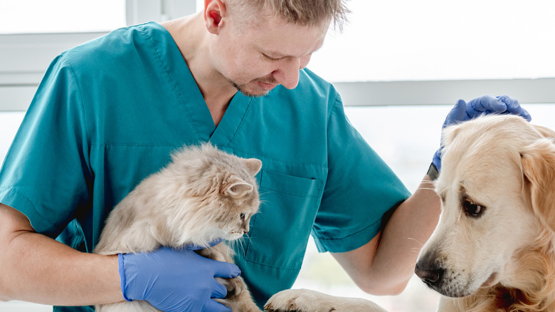 Dog and cat at vet