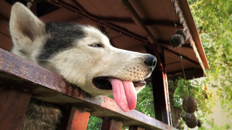 Dog panting from dehydration
