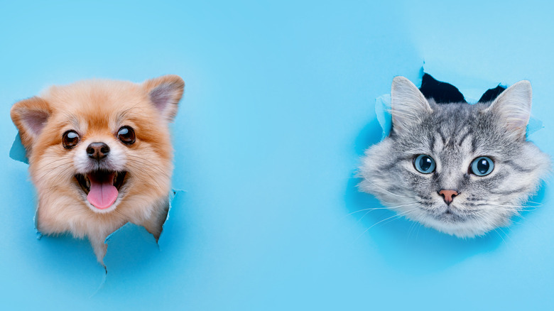 Dog and cat looking up at person