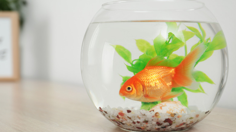Goldfish in a fish bowl