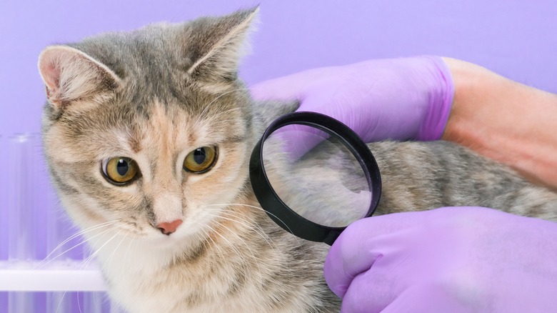 Vet looking at a cat with magnifying glass