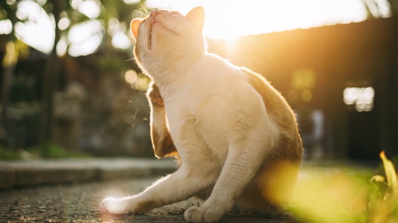 A cat trying to itch its skin