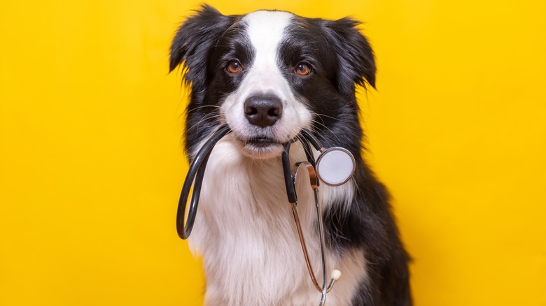 Border collie holding stethoscope