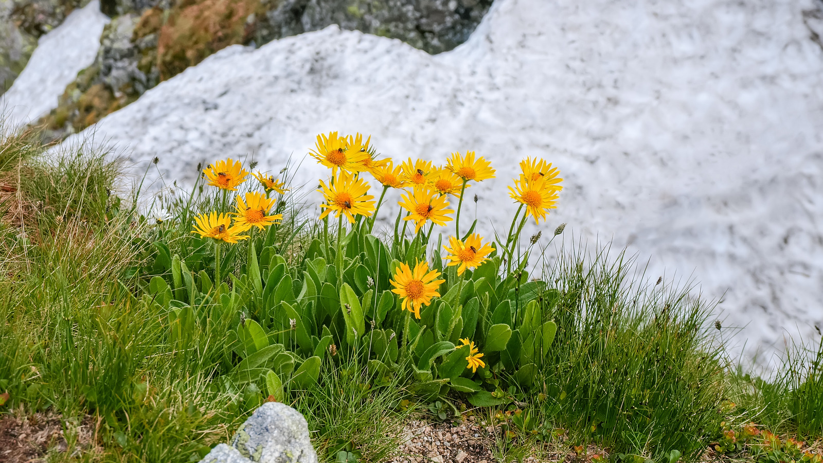 How To Use Arnica Flower For Natural Pain Relief