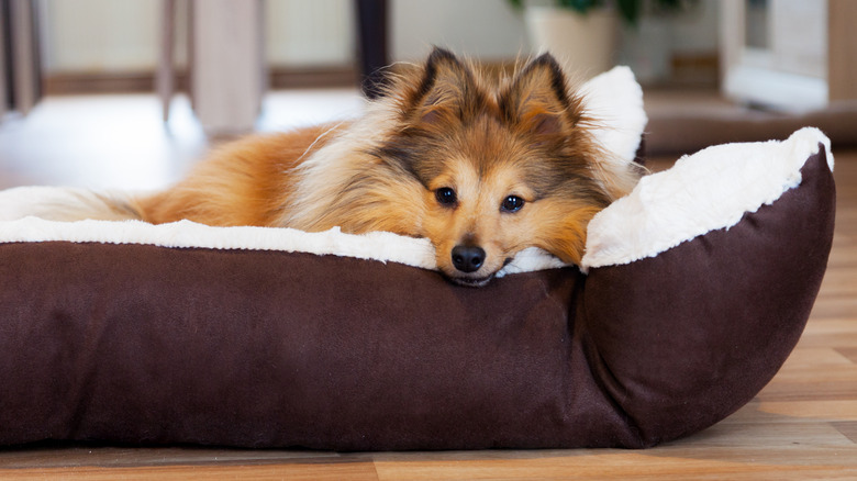 sheltie dog laying in bed