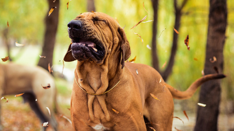 Dog sneezing due to seasonal allergies