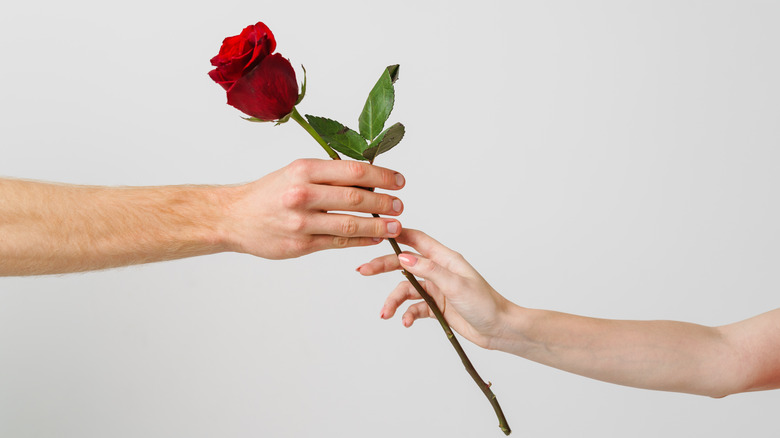 two hands holding rose