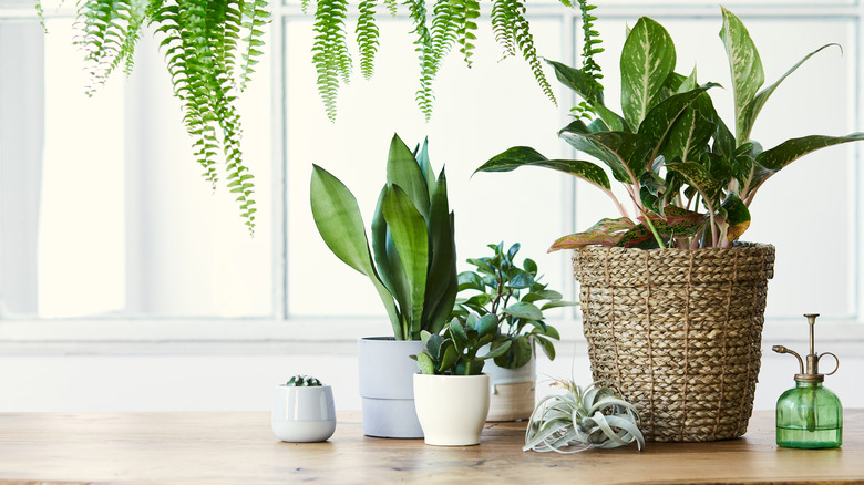 Array of potted plants in a home