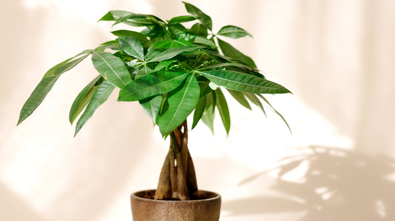 Money tree plant