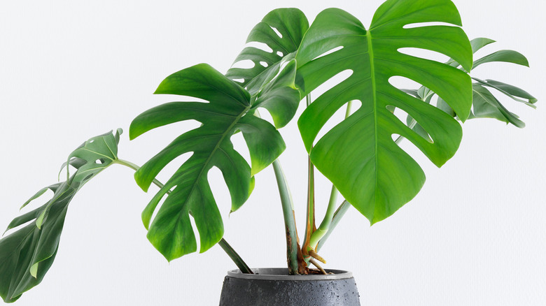 Green house plant