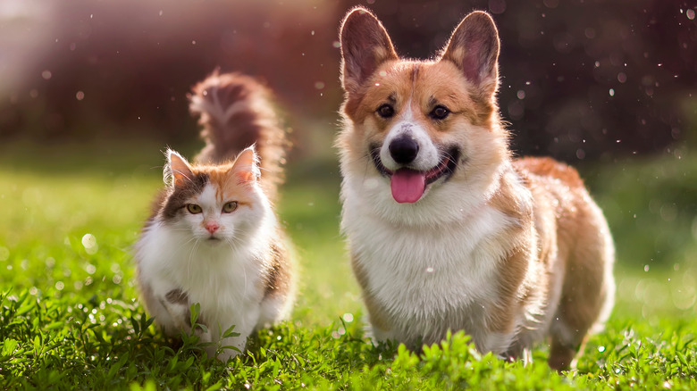 Dog and cat in field