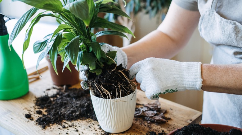 Gloved hands potting a plant 