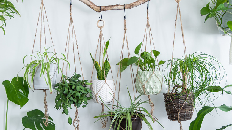 Hanging plants 