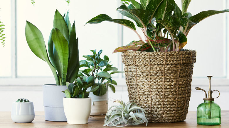 House plants on ledge