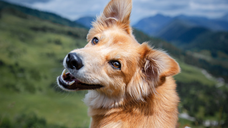 A cute dog smiling