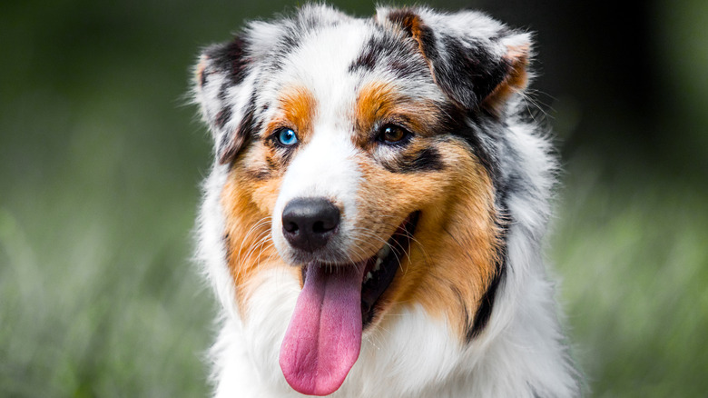 Australian shepherd dog smiling