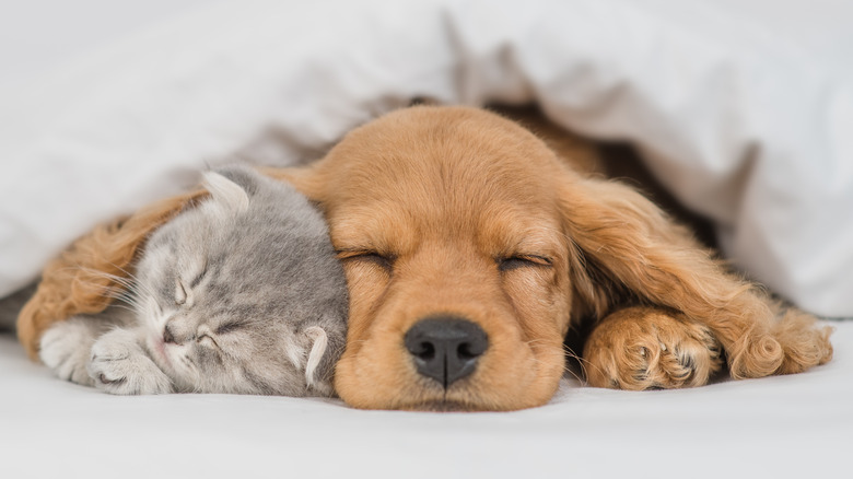 puppy and kitten sleeping