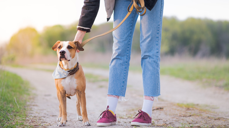 Person walking bandana-wearing dog