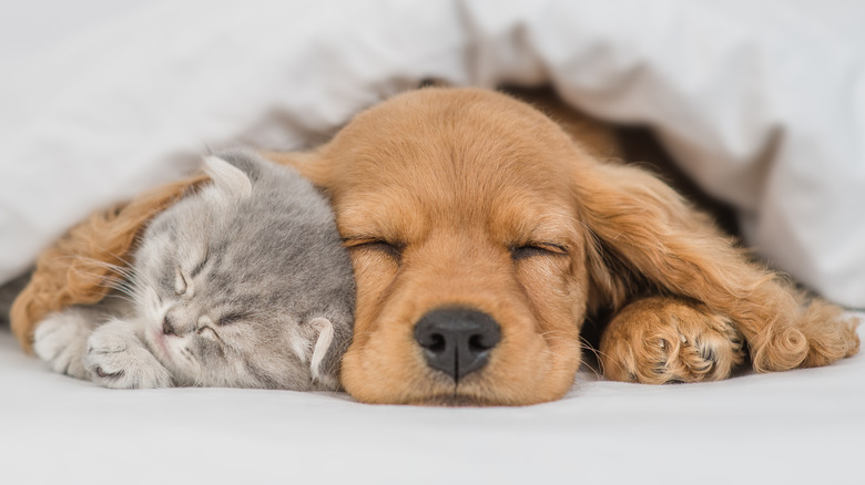 Dog and cat snuggling