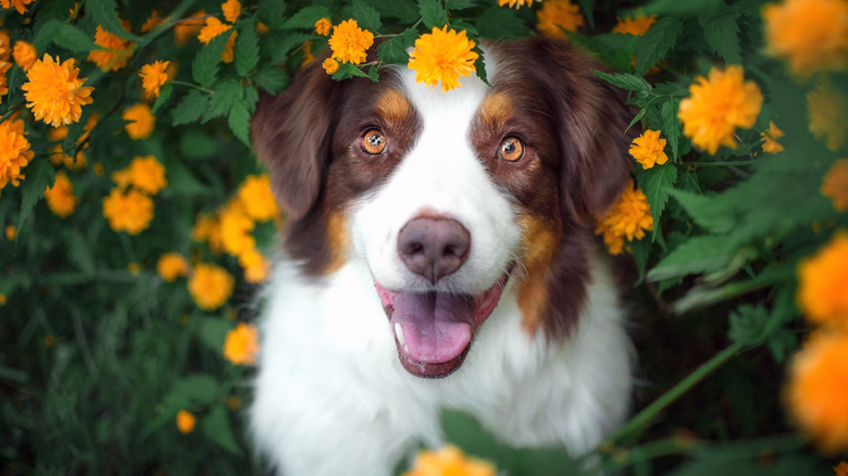 Australian Shepherd sitting by flowers
