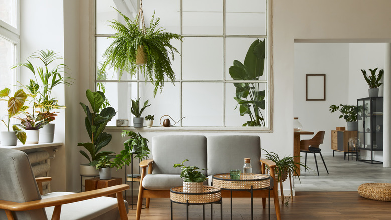 A living room full of house plants 