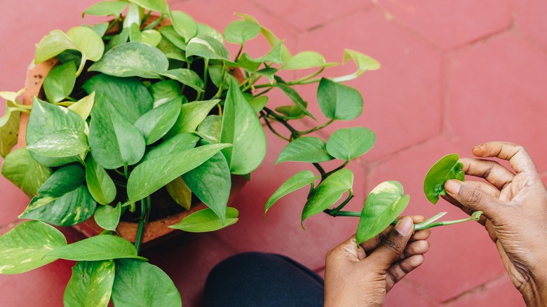 Person taking care of a Pathos plant