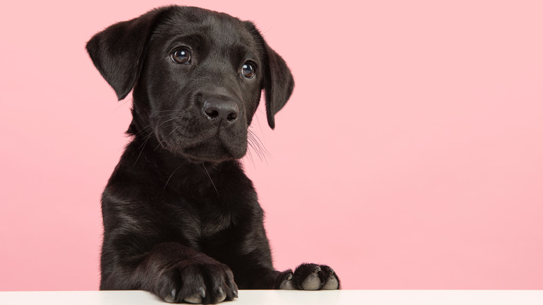 Cute black labrador retriever puppy