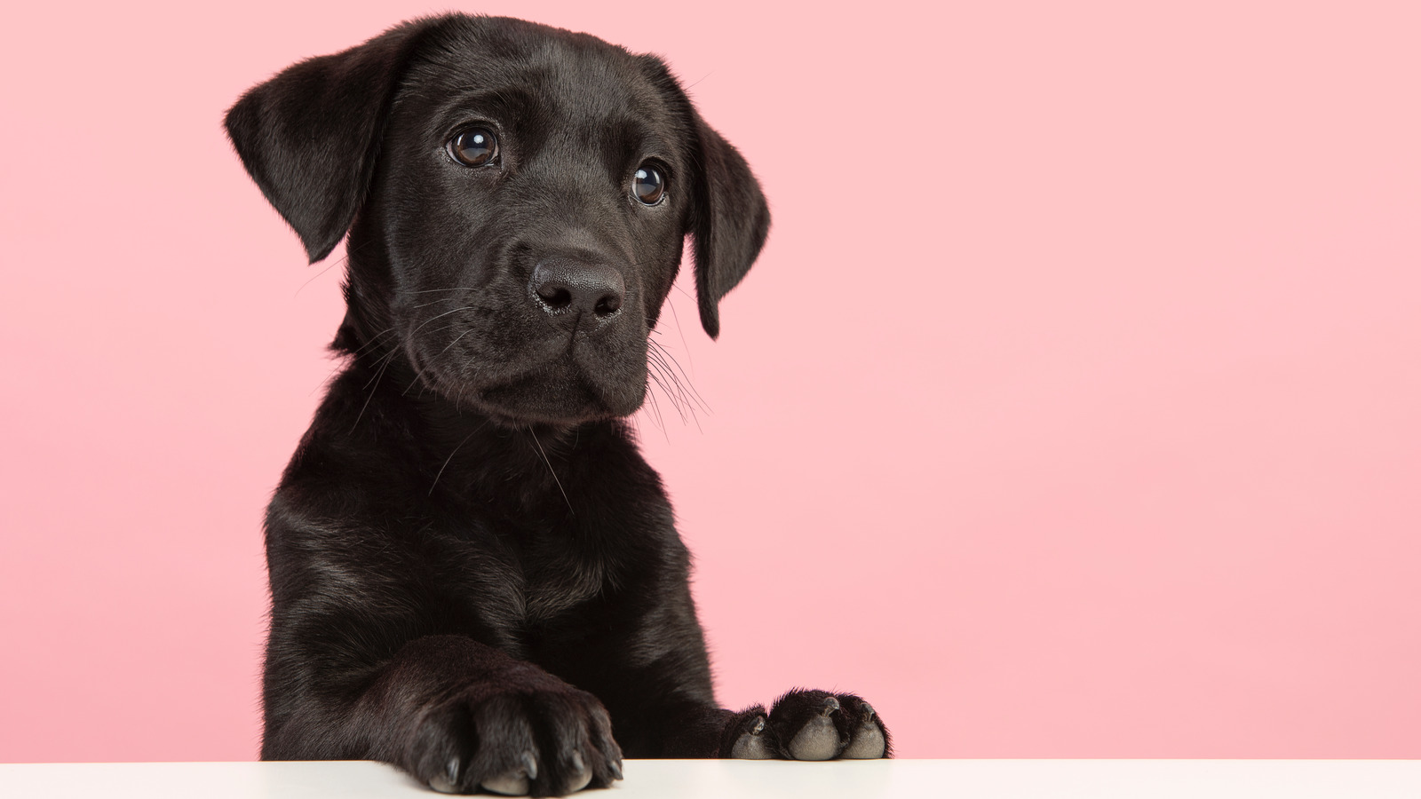 Aquarius labradors hot sale