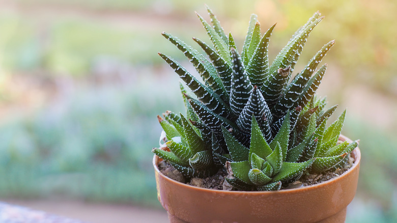 Potted zebra plant 