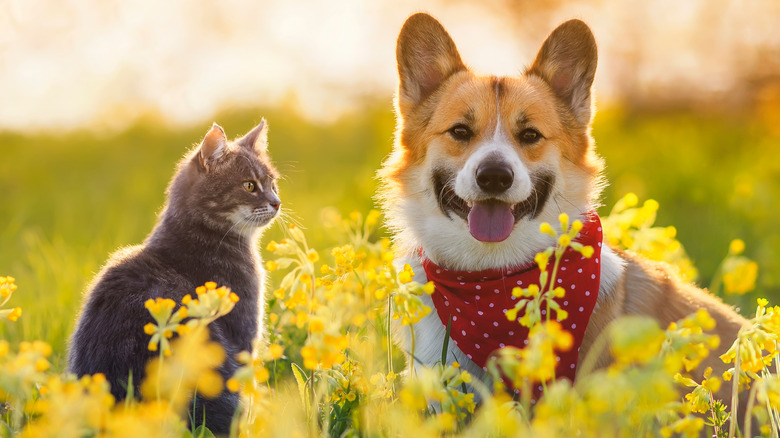 Dog and cat sitting together