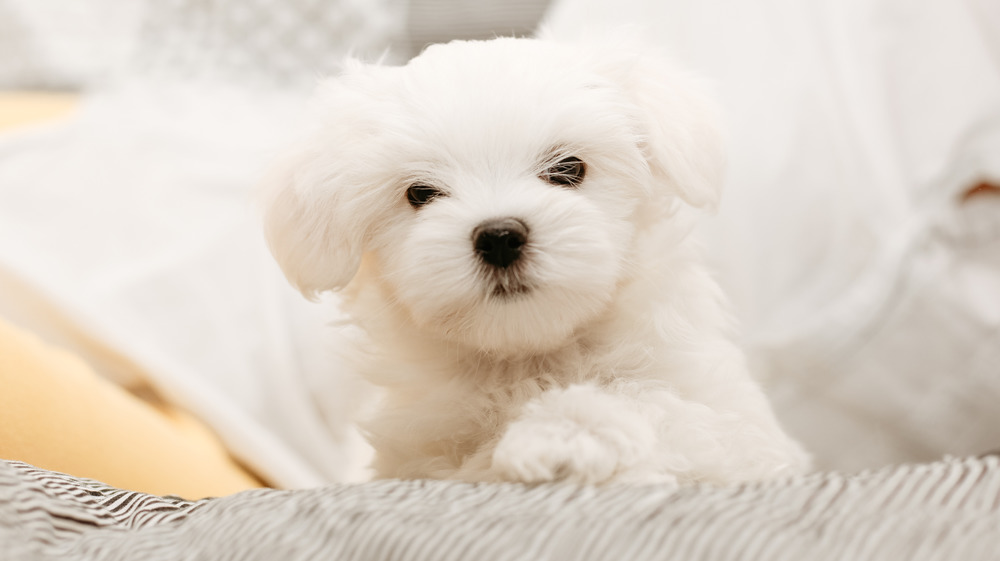 Maltese dog 