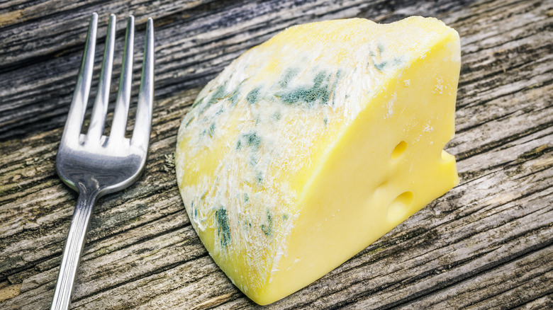 Large hunk of Swiss cheese with mold growing on it