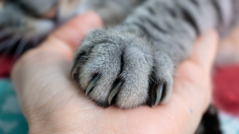 Hand holding a cat's paw