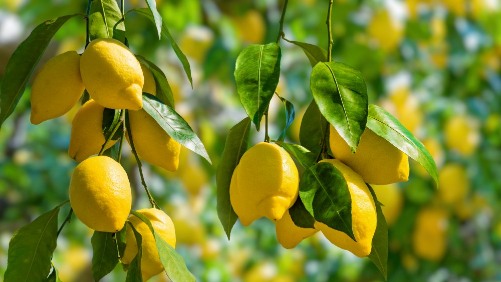 Lemons hanging from trees