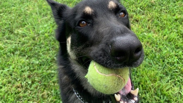 Major Biden with tennis ball