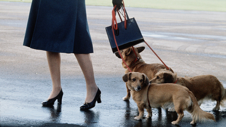 Queen elizabeth best sale dachshund