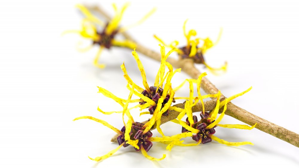 Witch hazel