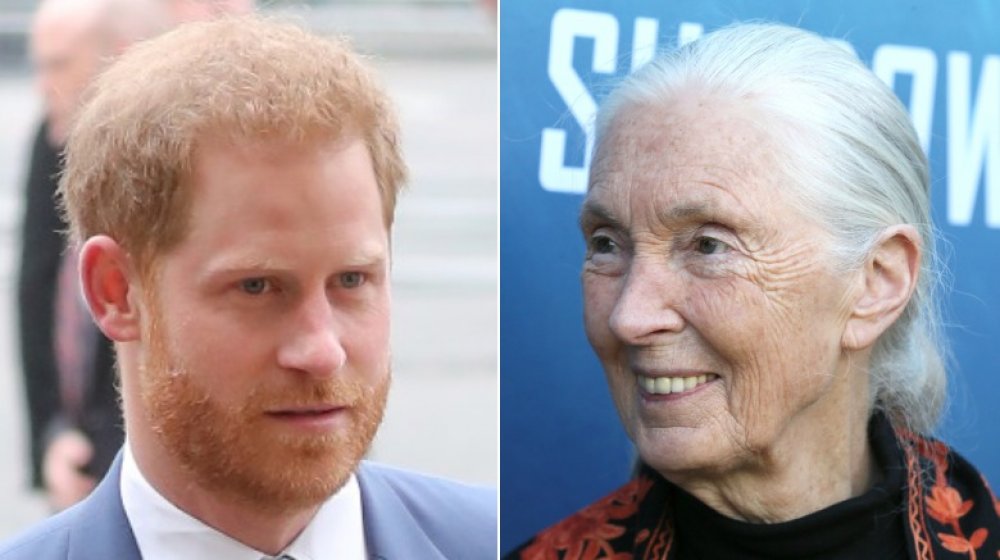 Prince Harry, Jane Goodall