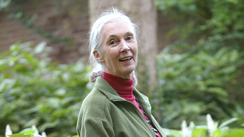 Jane Goodall at an event in 2002