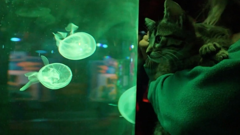 Kitten looking at jellyfish at SEA LIFE at Mall of America