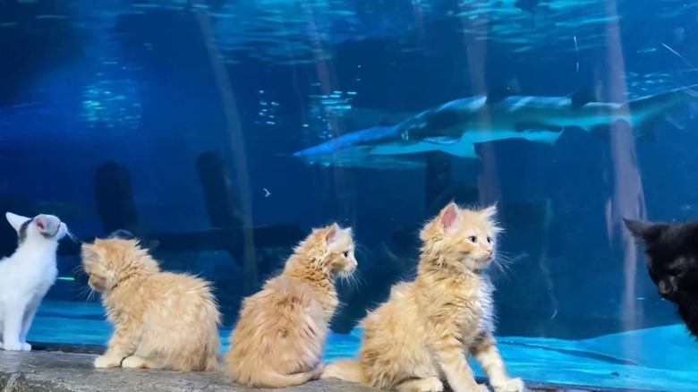 Kittens in front of a shark tank at the SEA LIFE aquarium at Mall of America