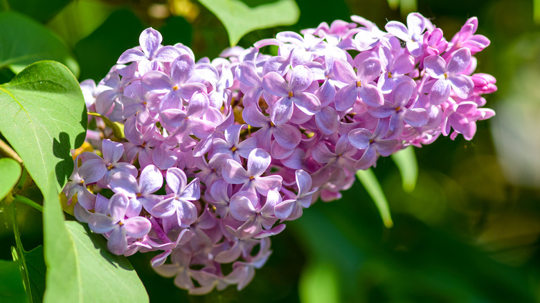 Lilac flowers bathed in sunlight