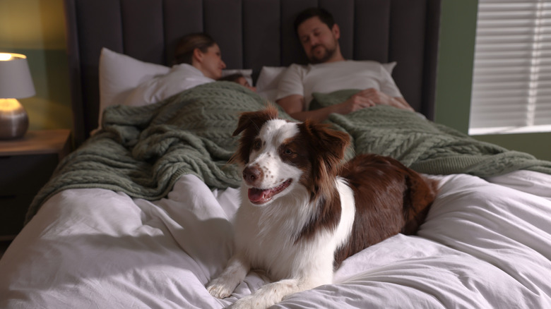 A couple sharing a bed with their dog