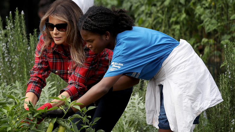 Melania Trump working in Michelle Obama's White House vegetable garden